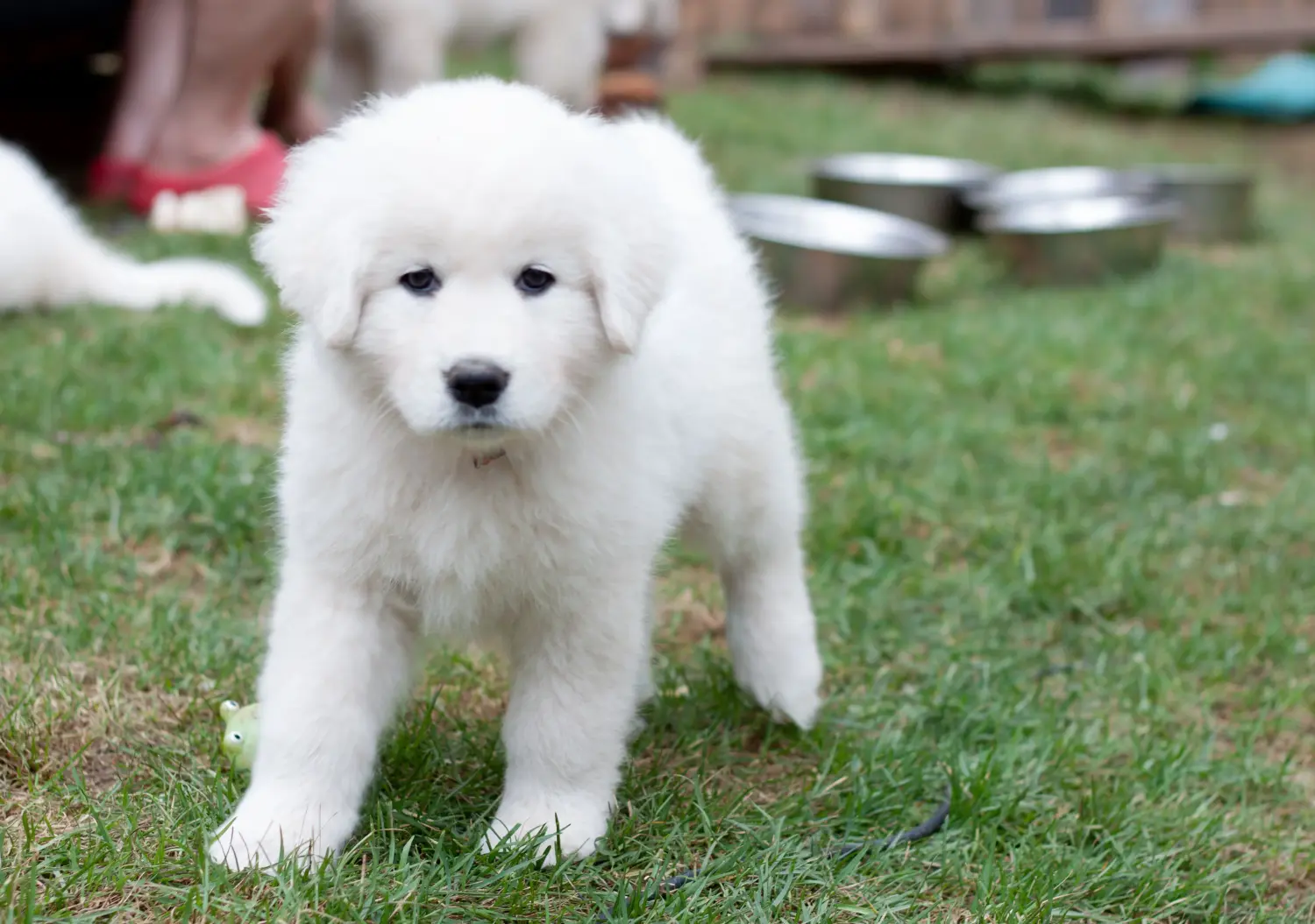 Buying a Maremma Abruzzo Sheepdog puppy means taking responsibility! Buy Maremma Abruzzo Sheepdog puppies.