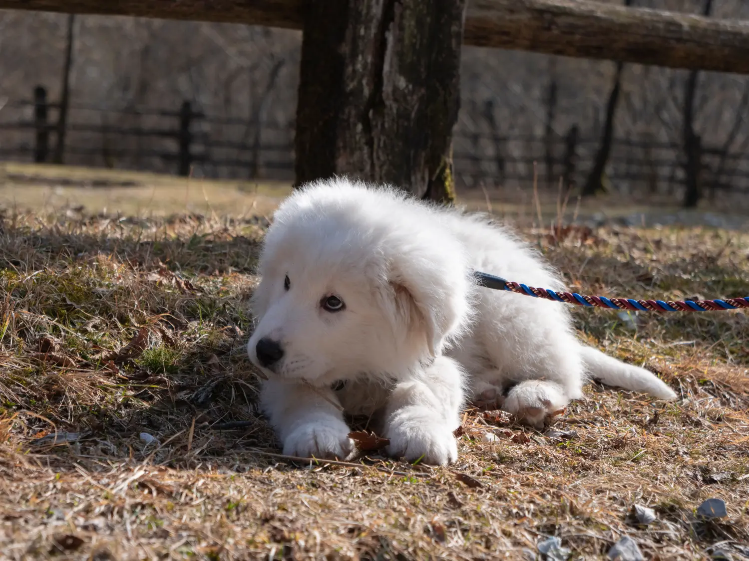 Buying a Maremma Abruzzo Sheepdog puppy means taking responsibility! Buy Maremma Abruzzo Sheepdog puppies.