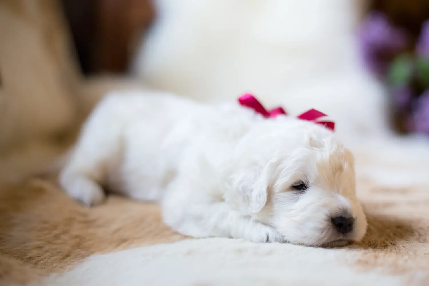 Buying a Maremma Abruzzo Sheepdog puppy means taking responsibility! Buy Maremma Abruzzo Sheepdog puppies.