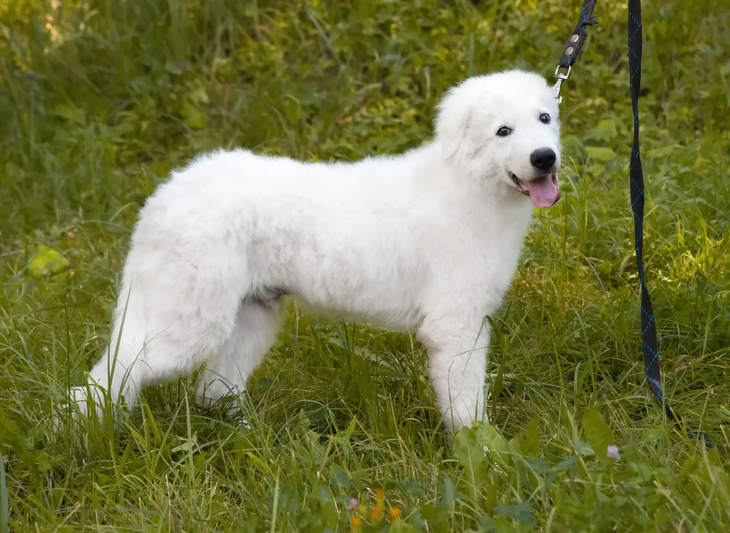 Buying a Maremma Abruzzo Sheepdog puppy means taking responsibility! Buy Maremma Abruzzo Sheepdog puppies.