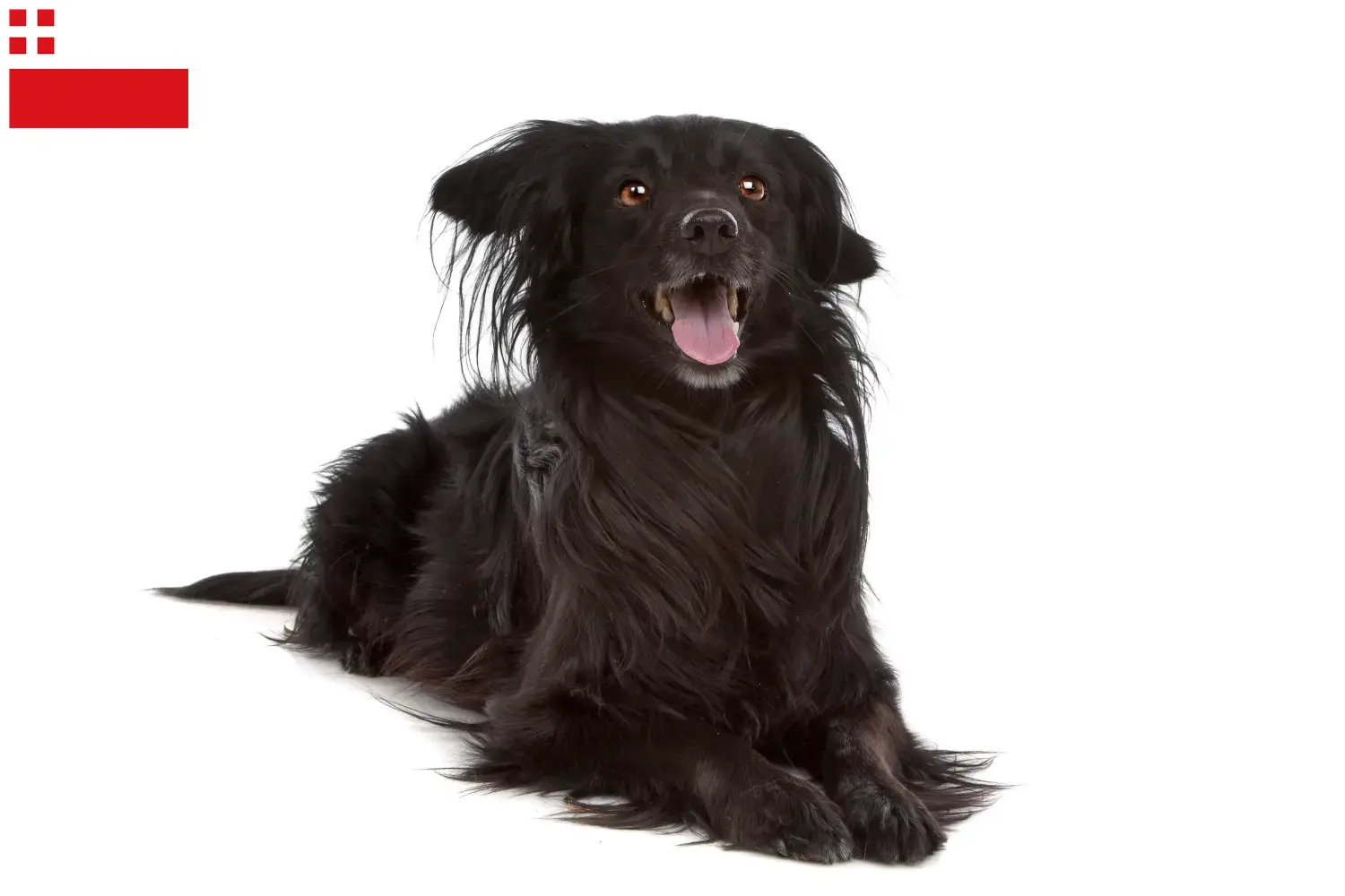 Markiesje puppies and breeders Utrecht Here you can find Markiesjes breeders in Utrecht.