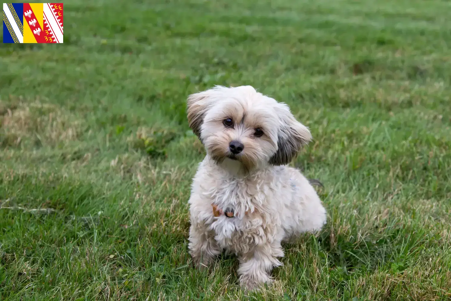Morkie puppies and breeder Grand Est Here you can find Morkies breeders in Grand Est.