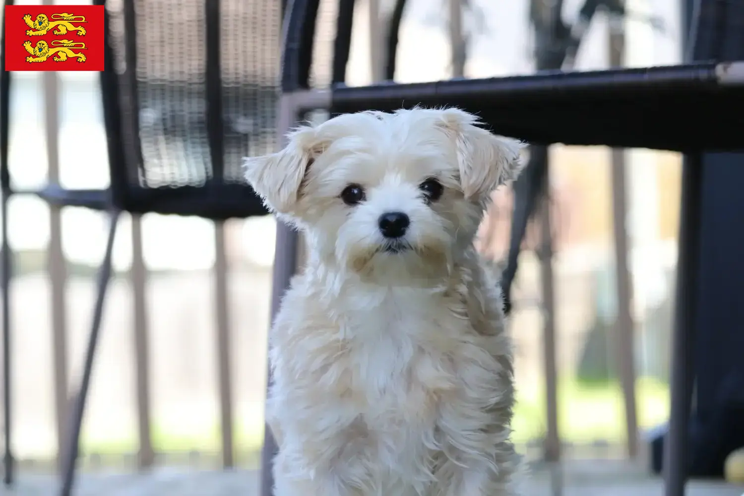 Morkie puppies and breeder Normandy Here you can find Morkies breeders in Normandy.
