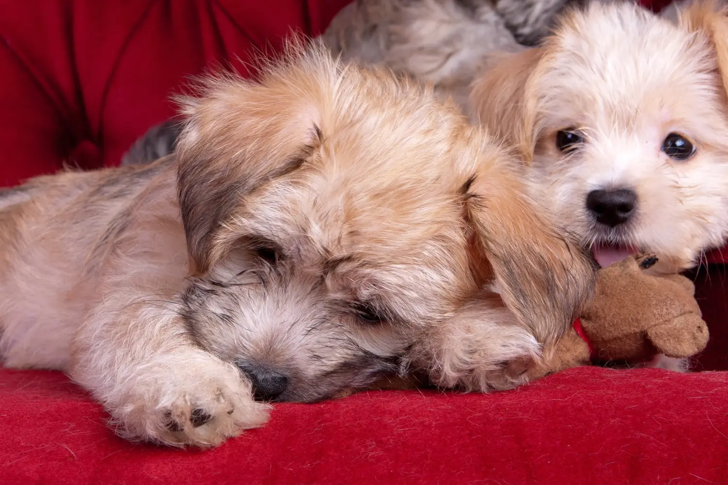 Buying a Morkie puppy means taking responsibility! Buy Morkie puppies.