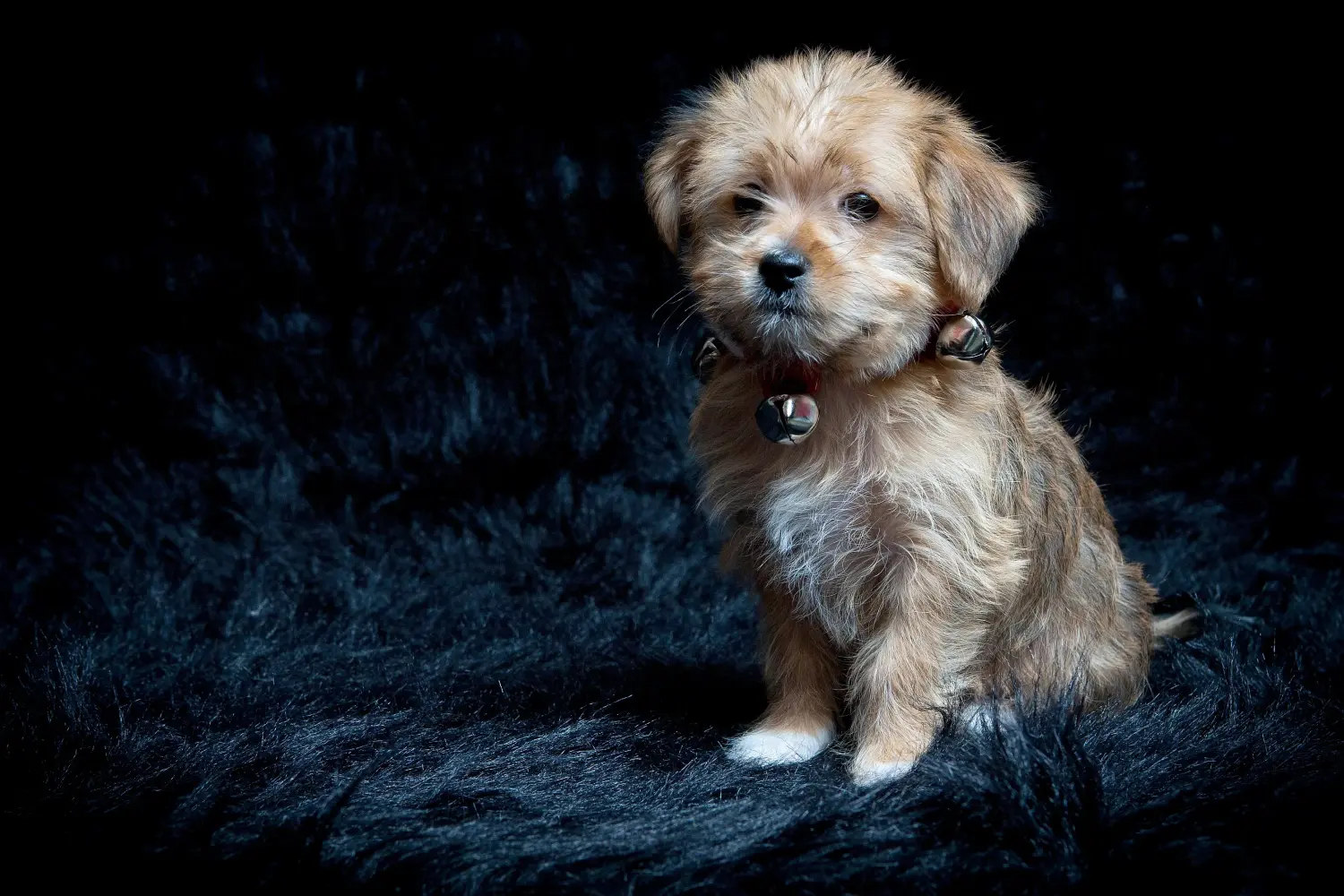Buying a Morkie puppy means taking responsibility! Buy Morkie puppies.
