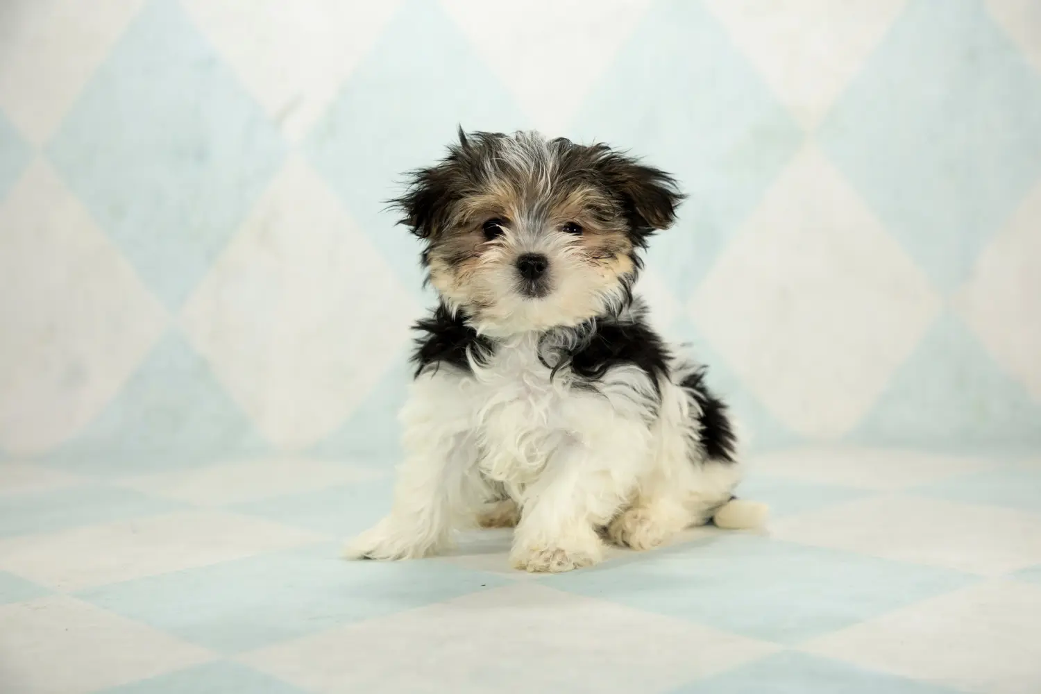 Buying a Morkie puppy means taking responsibility! Buy Morkie puppies.