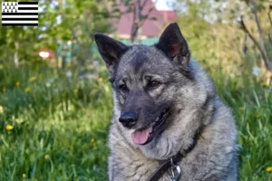 Read more about the article Norwegian Elkhound breeder and puppies in Brittany