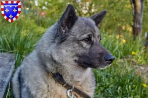 Read more about the article Norwegian Elkhound breeder and puppies in Centre-Val de Loire