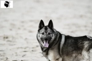 Read more about the article Norwegian Elkhound breeder and puppies in Corsica