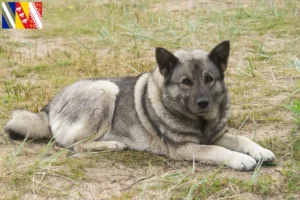 Read more about the article Norwegian Elkhound breeder and puppies in Grand Est