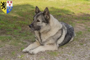 Read more about the article Norwegian Elkhound breeder and puppies in Hauts-de-France