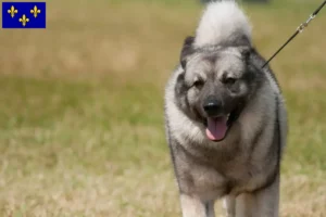 Read more about the article Norwegian Elkhound breeders and puppies in Île-de-France