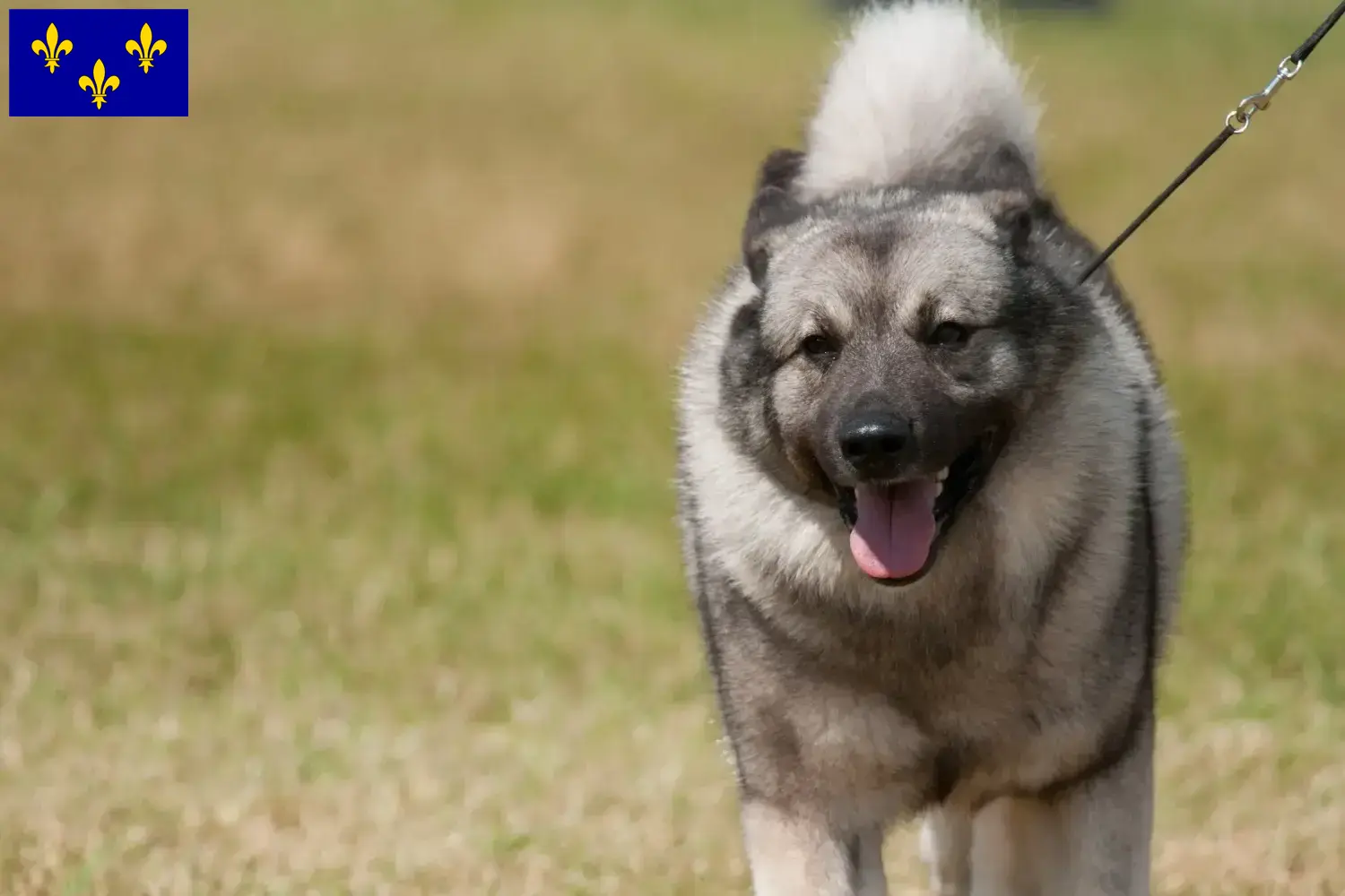 Norwegian Elkhound puppies and breeders Île-de-France Here you can find Norwegian Elkhound breeders in Île-de-France.