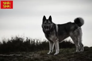 Read more about the article Norwegian Elkhound breeders and puppies in Normandy
