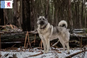 Read more about the article Norwegian Elkhound breeder and puppies in Nouvelle-Aquitaine