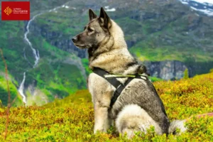 Read more about the article Norwegian Elkhound breeders and puppies in Occitania