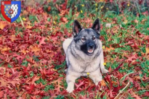 Read more about the article Norwegian Elkhound breeders and puppies in Pays de la Loire