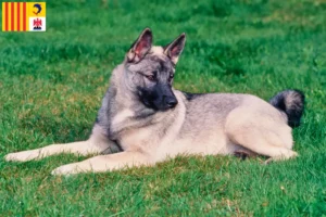Read more about the article Norwegian Elkhound breeders and puppies in Provence-Alpes-Côte d’Azur