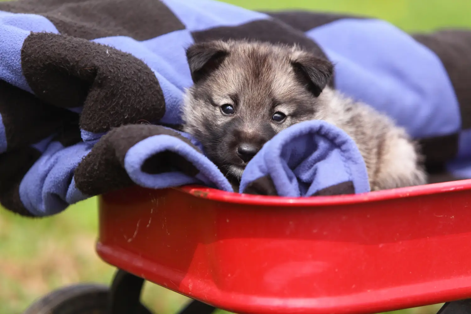 Buying a Norwegian Elkhound puppy means taking responsibility! Buy Norwegian Elkhound puppies.