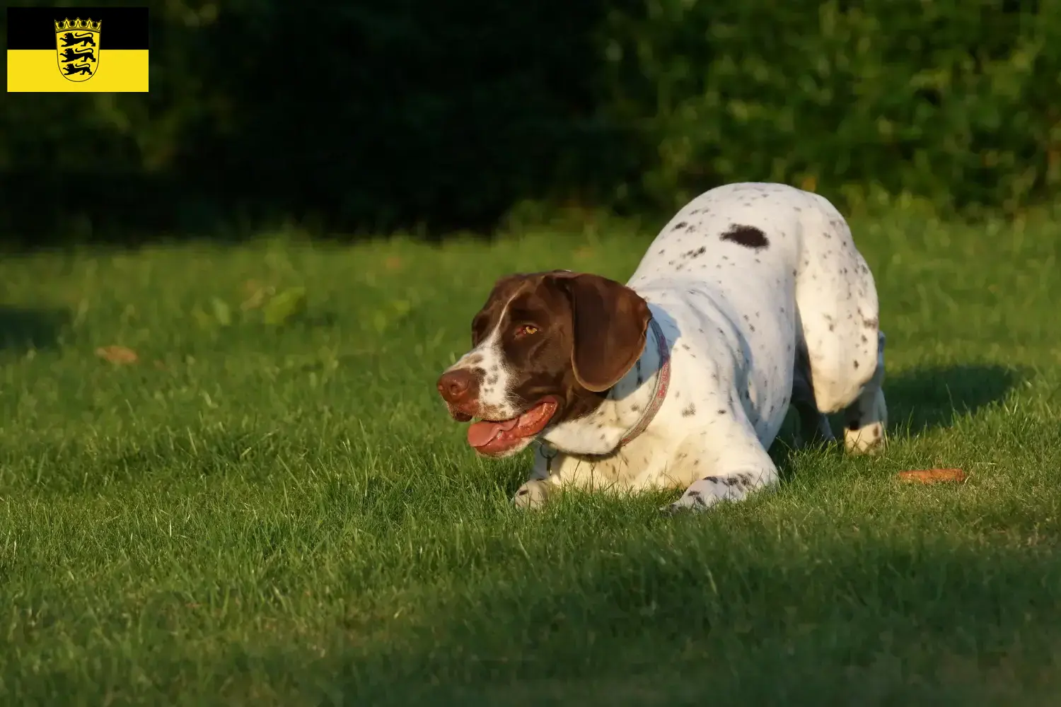 Old Danish Pointing Dog puppies and breeders Baden-Württemberg Here you can find Old Danish Pointing Dog breeders in Baden-Württemberg.