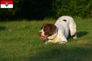 Read more about the article Old Danish Pointing Dog breeders and puppies in Hesse
