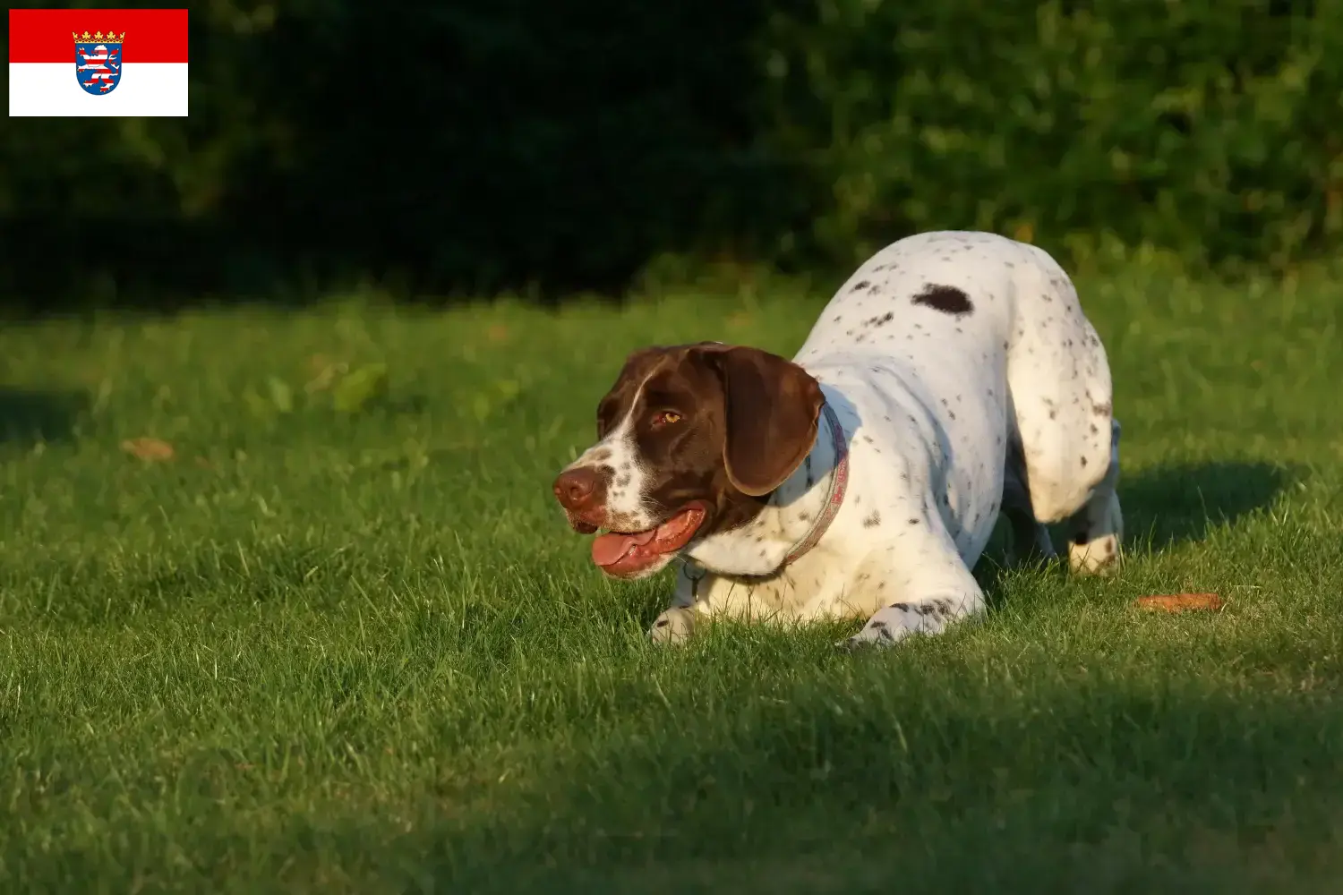 Altdänischer Vorstehhund puppies and breeders Hessen Here you can find Old Danish Pointing Dog breeders in Hessen.