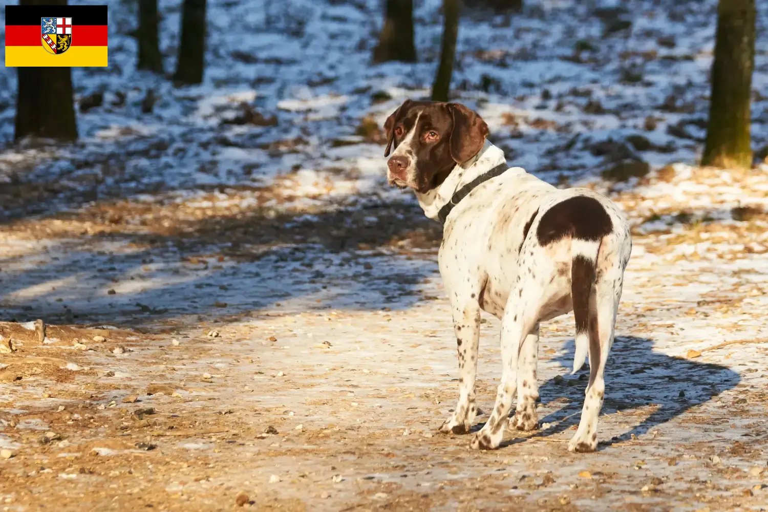 Altdänischer Vorstehhund puppies and breeders Saarland Here you can find Altdänische Vorstehhunde breeders im Saarland.