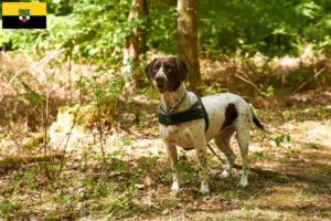 Read more about the article Old Danish Pointing Dog breeders and puppies in Saxony-Anhalt