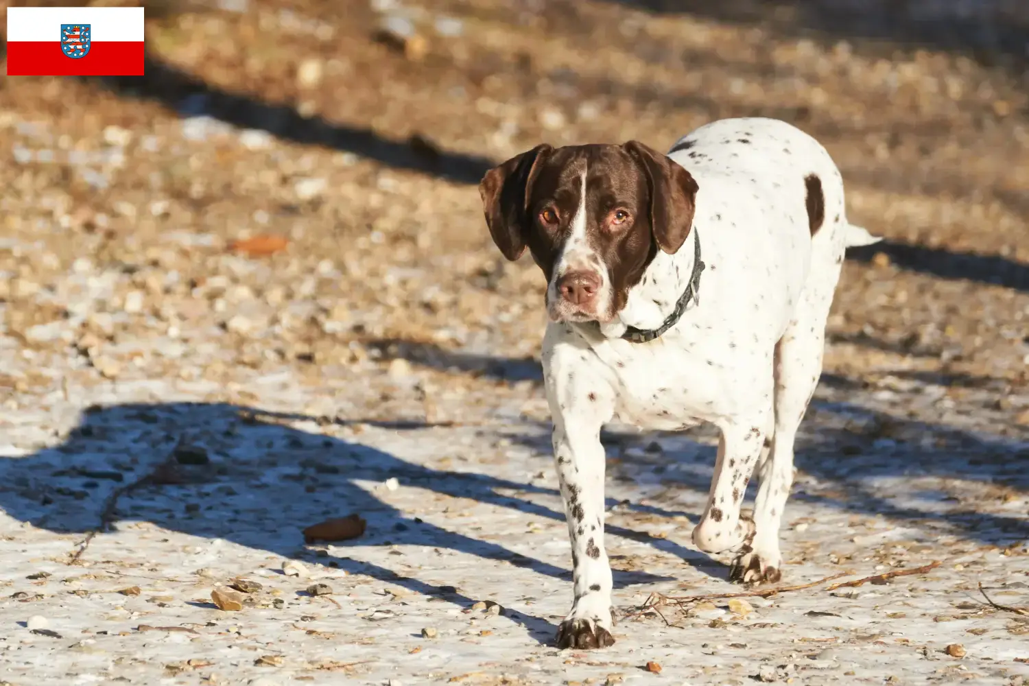 Old Danish Pointing Dog puppies and breeders Thuringia Here you can find Old Danish Pointing Dog breeders in Thuringia.