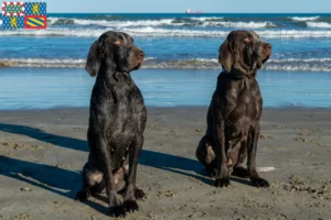 Read more about the article Perdiguero de Burgos breeders and puppies in Bourgogne-Franche-Comté