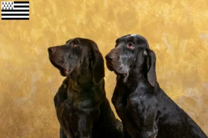 Read more about the article Perdiguero de Burgos breeders and puppies in Brittany