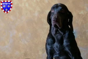 Read more about the article Perdiguero de Burgos breeders and puppies in Centre-Val de Loire