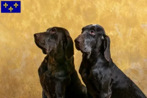 Read more about the article Perdiguero de Burgos breeders and puppies in Île-de-France