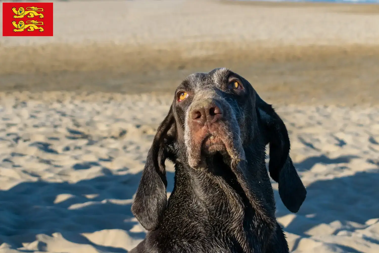 Perdiguero de Burgos puppies and breeders Normandy Here you can find Perdiguero de Burgos breeders in Normandy.