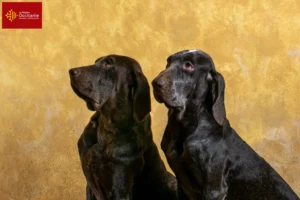 Read more about the article Perdiguero de Burgos breeders and puppies in Occitania