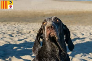Read more about the article Perdiguero de Burgos breeders and puppies in Provence-Alpes-Côte d’Azur