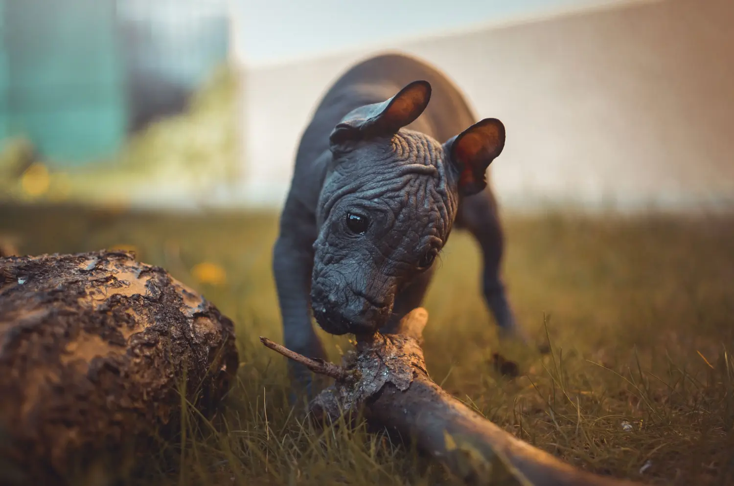 Buying a Peruvian Hairless Dog puppy means taking responsibility! Buy Peruvian Hairless Dog puppies.