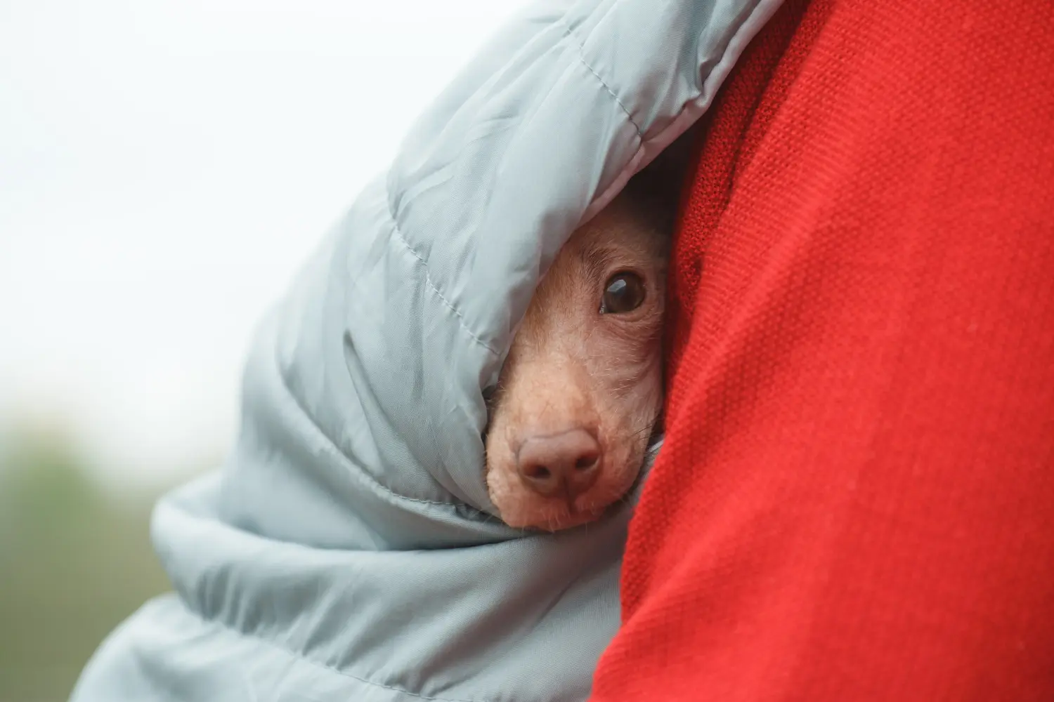 Buying a Peruvian Hairless Dog puppy means taking responsibility! Buy Peruvian Hairless Dog puppies.