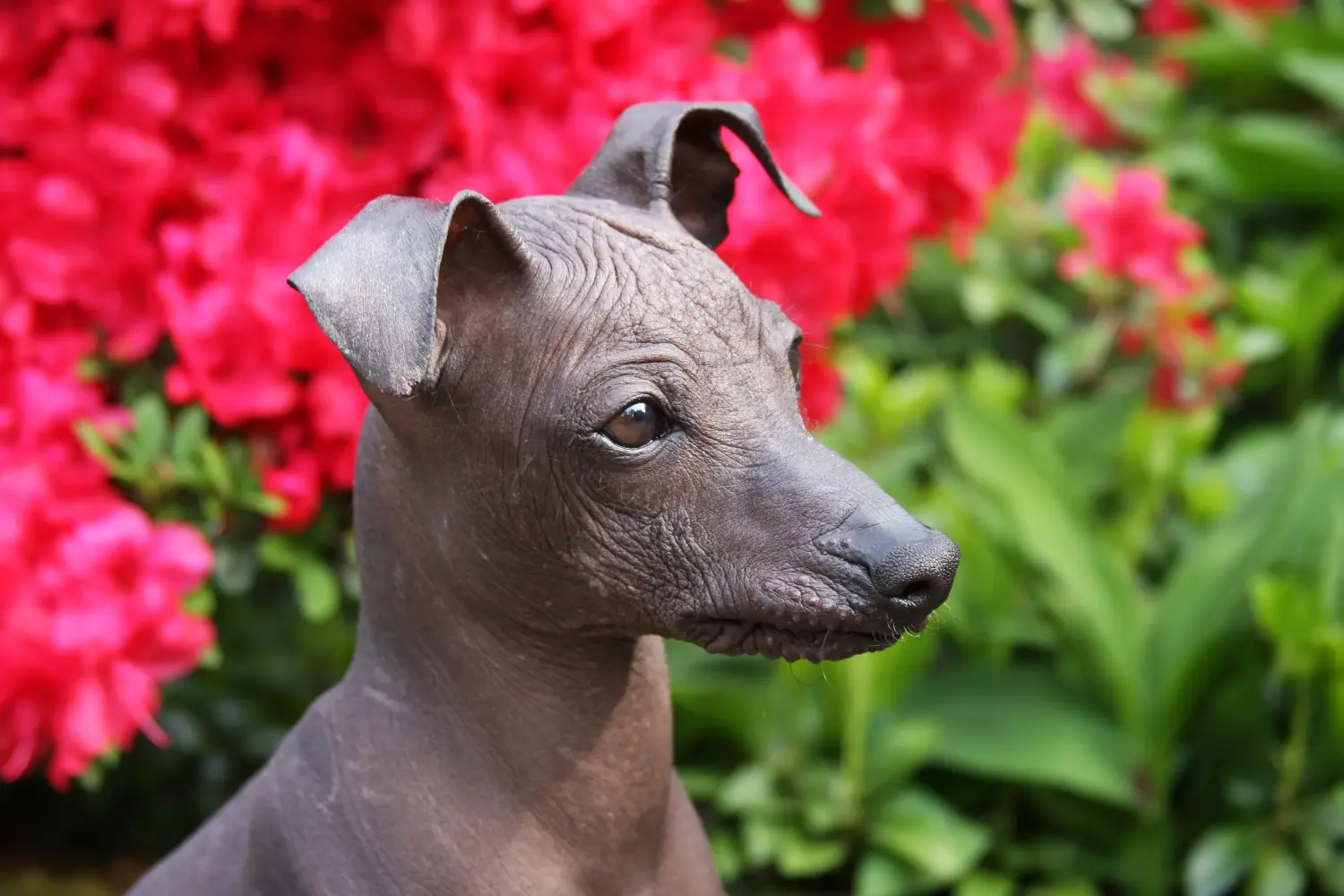 Buying a Peruvian Hairless Dog puppy means taking responsibility! Buy Peruvian Hairless Dog puppies.