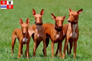 Read more about the article Pharaoh dog breeders and puppies in Central Bohemia