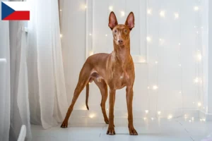 Read more about the article Pharaoh Hound breeders and puppies in the Czech Republic