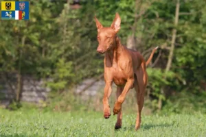 Read more about the article Pharaoh dog breeders and puppies in Moravia-Silesia