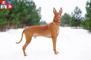 Read more about the article Pharaoh dog breeder and puppies in Pardubice
