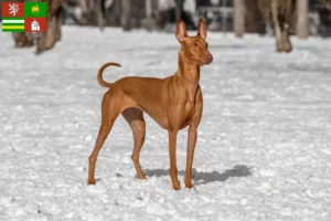 Read more about the article Pharaoh dog breeder and puppies in Pilsen