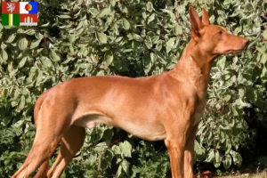Read more about the article Pharaoh dog breeders and puppies in South Bohemia