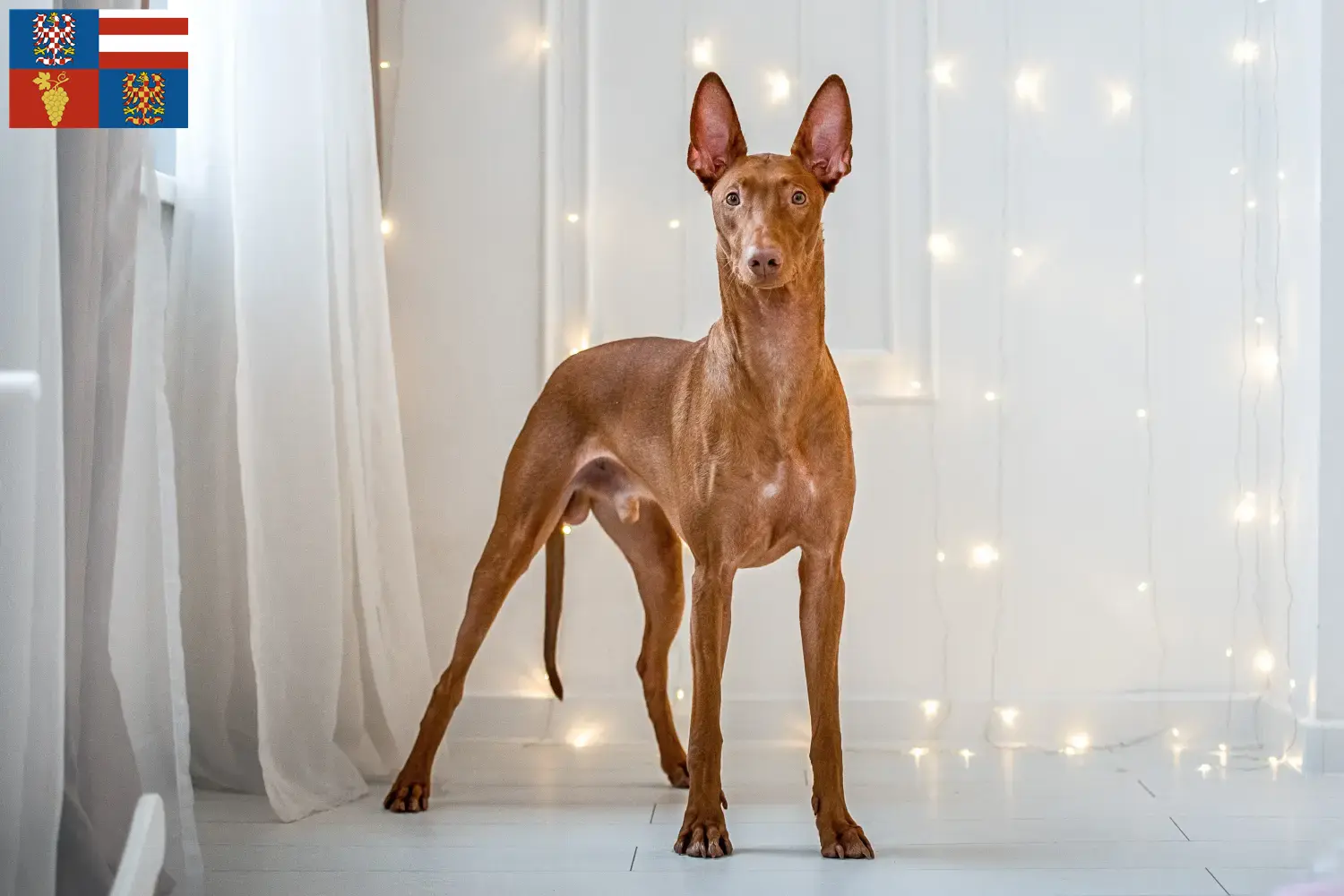 Read more about the article Pharaoh dog breeders and puppies in South Moravia