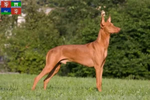 Read more about the article Pharaoh dog breeders and puppies in Ústí