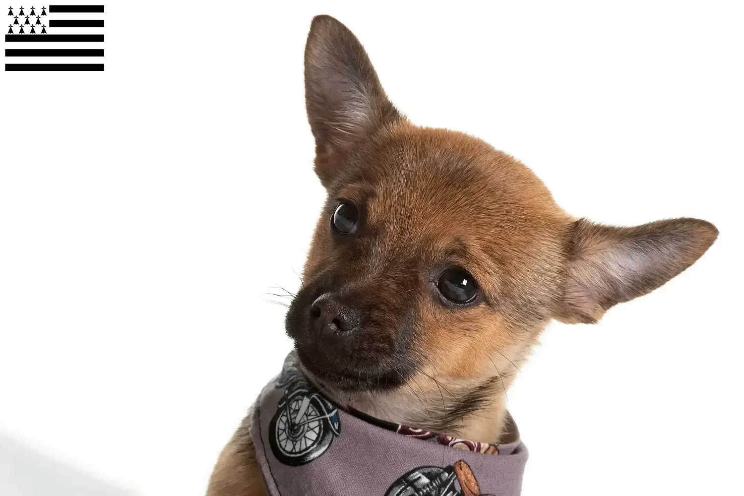 Pomchi puppies and breeder Bretagne Here you can find Pomchis breeders in Brittany .