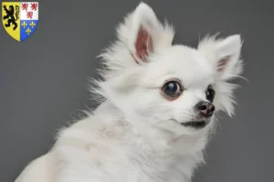 Read more about the article Pomchi breeders and puppies in Hauts-de-France