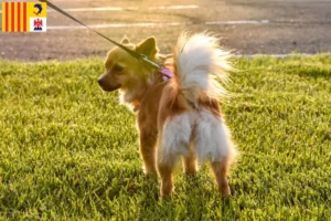 Read more about the article Pomchi breeders and puppies in Provence-Alpes-Côte d’Azur